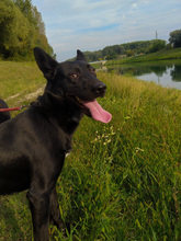 MILE, Hund, Deutscher Schäferhund-Mix in Kroatien - Bild 5