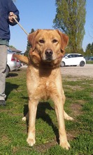 FREDDIE, Hund, Mischlingshund in Kroatien - Bild 1