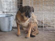 JENNY, Hund, Mischlingshund in Rumänien - Bild 1