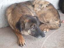 JENNY, Hund, Mischlingshund in Rumänien - Bild 2