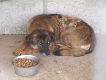 JENNY, Hund, Mischlingshund in Rumänien - Bild 3