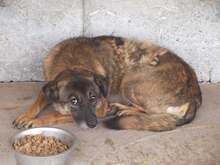 JENNY, Hund, Mischlingshund in Rumänien - Bild 4