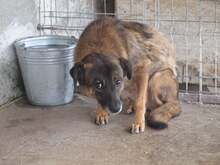 JENNY, Hund, Mischlingshund in Rumänien - Bild 5