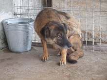 JENNY, Hund, Mischlingshund in Rumänien - Bild 6