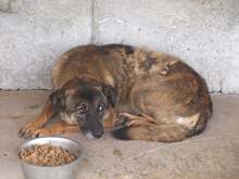 JENNY, Hund, Mischlingshund in Rumänien - Bild 7
