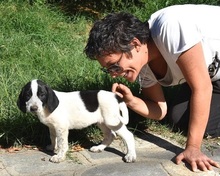 MILOBEN, Hund, Mischlingshund in Griechenland - Bild 12