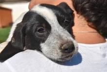 MILOBEN, Hund, Mischlingshund in Griechenland - Bild 13