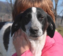 MILOBEN, Hund, Mischlingshund in Griechenland - Bild 4