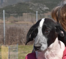 MILOBEN, Hund, Mischlingshund in Griechenland - Bild 6