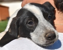 MILOBEN, Hund, Mischlingshund in Griechenland - Bild 9