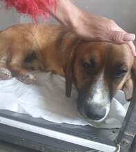 SCOOTER, Hund, Mischlingshund in Rumänien - Bild 2