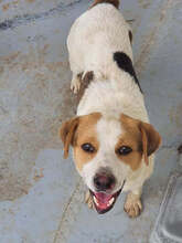 SMILEY, Hund, Mischlingshund in Rumänien - Bild 1