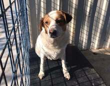 SMILEY, Hund, Mischlingshund in Rumänien - Bild 2