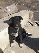 FRIDOLIN, Hund, Mischlingshund in Rumänien - Bild 13