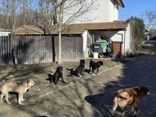 FRIDOLIN, Hund, Mischlingshund in Rumänien - Bild 21