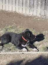 FRIDOLIN, Hund, Mischlingshund in Rumänien - Bild 22