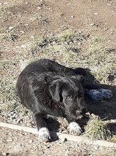 FRIDOLIN, Hund, Mischlingshund in Rumänien - Bild 23