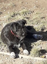 FRIDOLIN, Hund, Mischlingshund in Rumänien - Bild 24