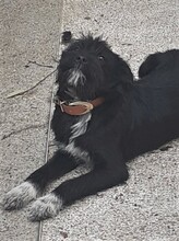 FRIDOLIN, Hund, Mischlingshund in Rumänien - Bild 26