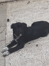 FRIDOLIN, Hund, Mischlingshund in Rumänien - Bild 27
