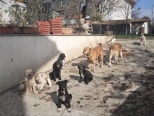 FRIDOLIN, Hund, Mischlingshund in Rumänien - Bild 28