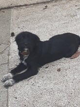FRIDOLIN, Hund, Mischlingshund in Rumänien - Bild 29