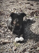 FRIDOLIN, Hund, Mischlingshund in Rumänien - Bild 30