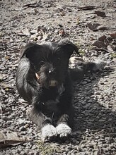FRIDOLIN, Hund, Mischlingshund in Rumänien - Bild 34