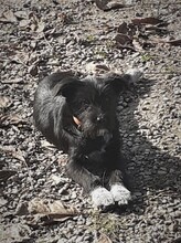 FRIDOLIN, Hund, Mischlingshund in Rumänien - Bild 35