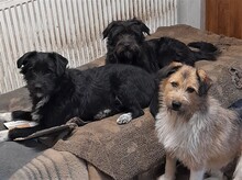 FRIDOLIN, Hund, Mischlingshund in Rumänien - Bild 4