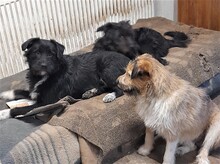 FRIDOLIN, Hund, Mischlingshund in Rumänien - Bild 5
