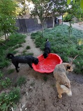 FRIDOLIN, Hund, Mischlingshund in Rumänien - Bild 7