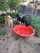FRIDOLIN, Hund, Mischlingshund in Rumänien - Bild 8