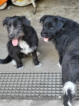 FRIDOLIN, Hund, Mischlingshund in Rumänien - Bild 9