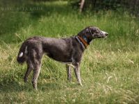 SPERANZA, Hund, Mischlingshund in Georgensgmünd - Bild 4