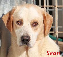 SEAN, Hund, Mischlingshund in Italien - Bild 1