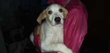 SEAN, Hund, Mischlingshund in Italien - Bild 18