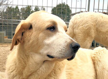 SEAN, Hund, Mischlingshund in Italien - Bild 7
