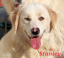 STANLEY, Hund, Mischlingshund in Italien - Bild 1
