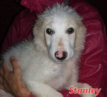 STANLEY, Hund, Mischlingshund in Italien - Bild 14