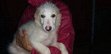 STANLEY, Hund, Mischlingshund in Italien - Bild 15