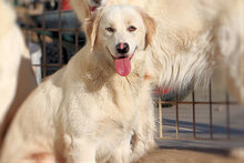 STANLEY, Hund, Mischlingshund in Italien - Bild 2