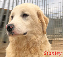 STANLEY, Hund, Mischlingshund in Italien - Bild 5