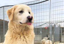 STANLEY, Hund, Mischlingshund in Italien - Bild 6