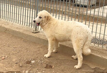 STANLEY, Hund, Mischlingshund in Italien - Bild 7