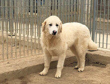 STANLEY, Hund, Mischlingshund in Italien - Bild 8
