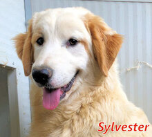 SYLVESTER, Hund, Mischlingshund in Italien - Bild 1