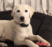 GABA, Hund, Mischlingshund in Kirchlinteln - Bild 1