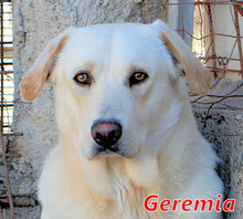 GEREMIA, Hund, Mischlingshund in Italien - Bild 1