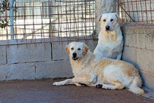 GEREMIA, Hund, Mischlingshund in Italien - Bild 12